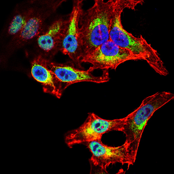 APOE Antibody
