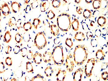 APOE Antibody