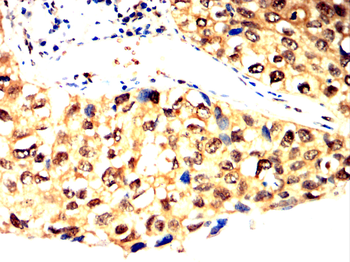APOE Antibody