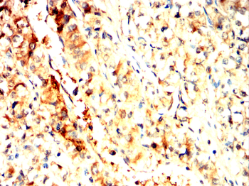 APOE Antibody