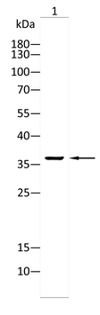 APOE Antibody