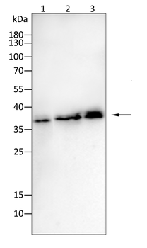 APOE Antibody