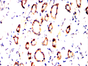 ABCG2 Antibody