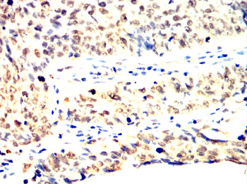 ABCG2 Antibody