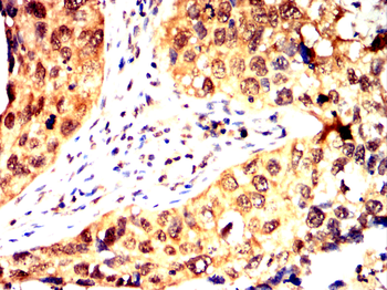 ABCG2 Antibody