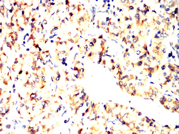 ABCG2 Antibody