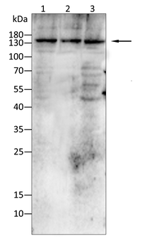 ABCG2 Antibody