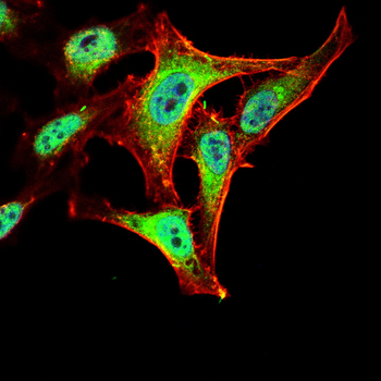 MDM2 Antibody