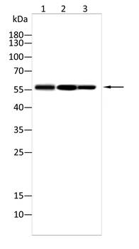 CHRNB1 Antibody