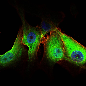 SHH Antibody