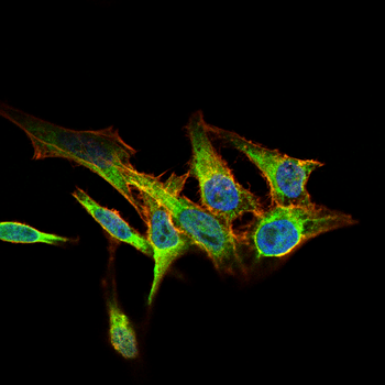 PTPN11 Antibody