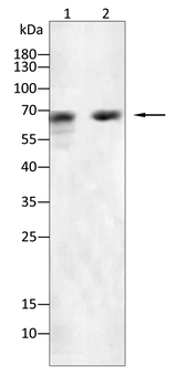 PTPN11 Antibody