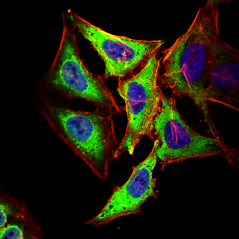 KRT14 Antibody