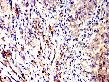 CD163 Antibody