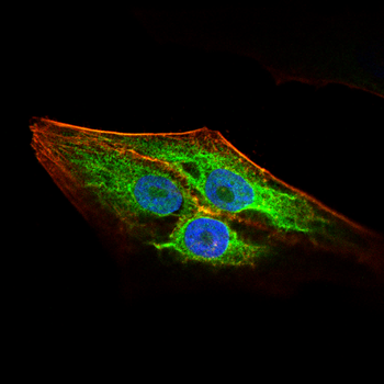 CDC42 Antibody