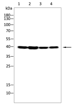 CDC42 Antibody