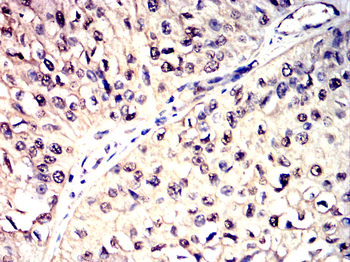 DUSP6 Antibody