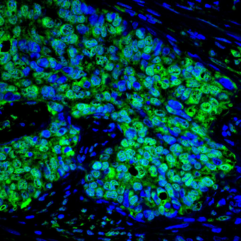 DUSP6 Antibody
