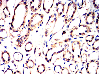 DUSP6 Antibody