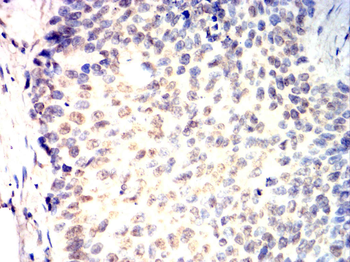 DUSP6 Antibody