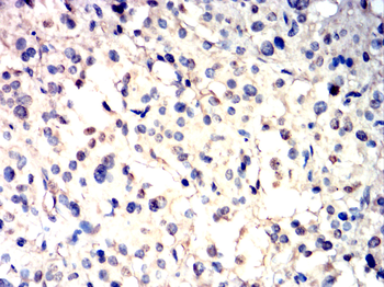 DUSP6 Antibody