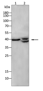 DUSP6 Antibody