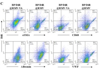ALB Antibody