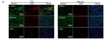 ALB Antibody