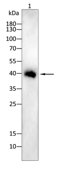FOS Antibody