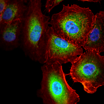 CD38 Antibody