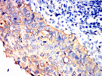CD38 Antibody