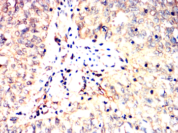 CD38 Antibody