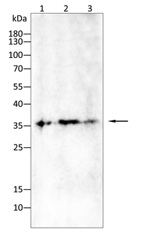 CD38 Antibody