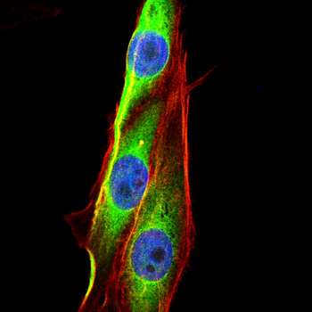 TNFAIP3 Antibody