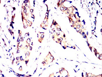 TNFAIP3 Antibody