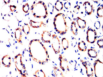 TNFAIP3 Antibody
