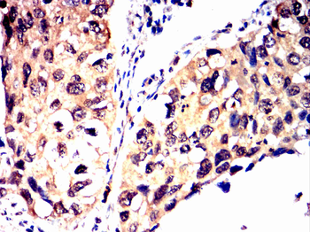 TNFAIP3 Antibody