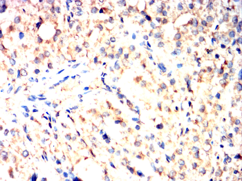 TNFAIP3 Antibody
