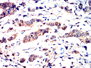 RAD51 Antibody