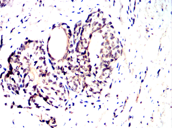 RAD51 Antibody