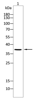 RAD51 Antibody