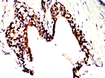 BRAF Antibody