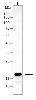 PMP22 Antibody
