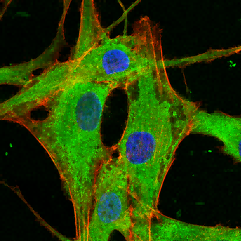 AURKA Antibody