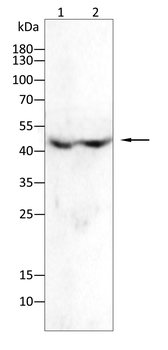 AURKA Antibody