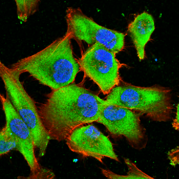CSF1 Antibody