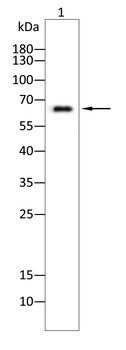 CSF1 Antibody