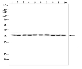 NFKBIA Antibody