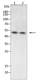 FOXP3 Antibody