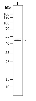 FOXP3 Antibody